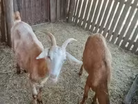 Cabras (lote, sexo não especificado), Cabras — foto 4