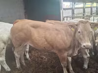 Krava, Blonde d’Aquitane cattle — fotografija 4