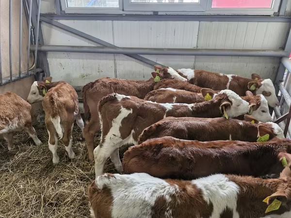 Goveda (partija, pol nije naveden), Simmental cattle