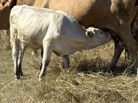 Touro, Vaca vermelha sem chifres — foto 1