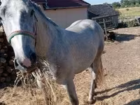 Pastuv, Lipizzaner — fotografija 2