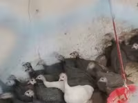 Guinea fowl — फ़ोटो 2