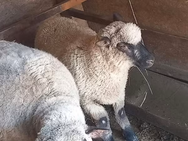Carneiro, Shroshire sheep — Hungria