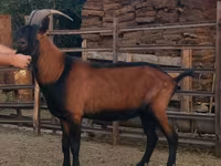 Jarac, Alpine goat — fotografija 4