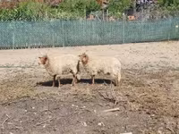 نعجة, Racka sheep — الصورة 2