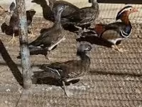 Ducks — Foto 3