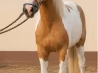 母马, Horses — 照片 7