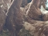 Chickens — الصورة 1