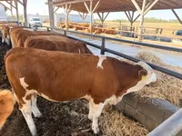 Krowa, Simmental cattle — zdjęcie 1