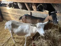 बकरी, Alpine goat — फ़ोटो 3