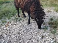 Ovelha, Ouessant sheep — foto 5