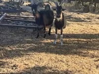 公山羊, Goats — 照片 3