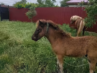 Kobila, Australian Pony — fotografija 3