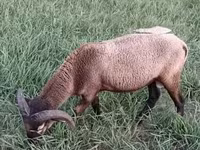 Қошқар, Cameroon sheep — 8-сурет