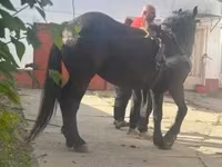 Yegua, Caballos — foto 1