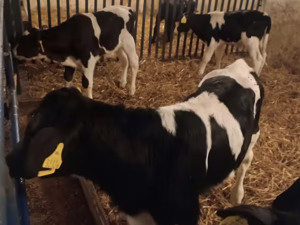 ثور, Russian Black pied cattle