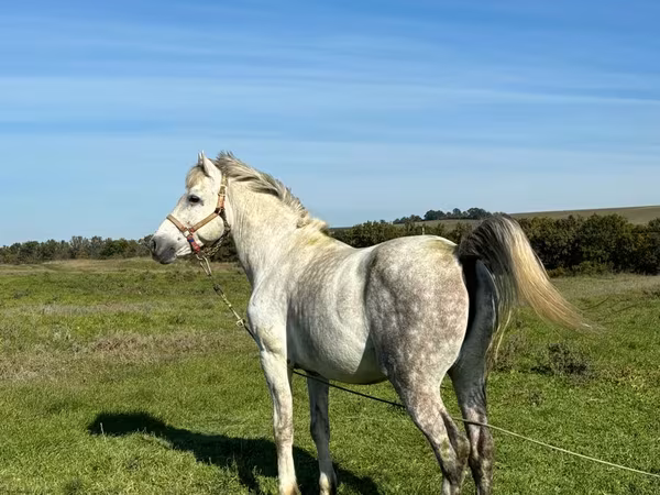 Cavalo, Cavalos