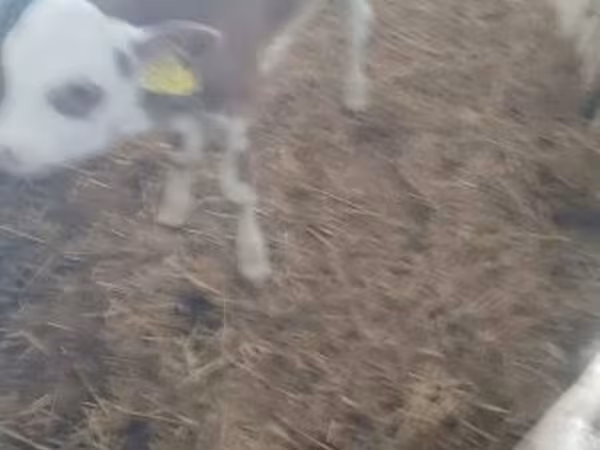 Taureau, Race Holstein — Hongrie