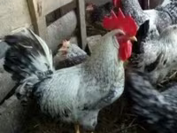Leghorn — fotografija 1