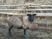 Qoʻchqor, Romanov sheep — 1-rasm