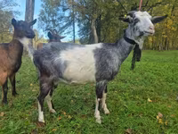 Koza, Alpine goat — fotografija 2