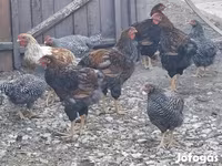 Chickens — Foto 1