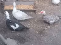 Ducks — 照片 5