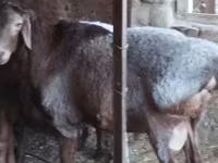 Qoç, Hissar sheep — foto 4