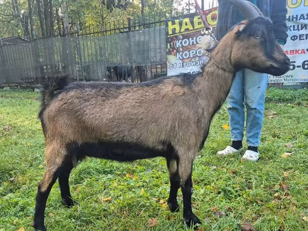 Koza, Alpine goat