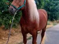 حصان, Noriker — الصورة 3