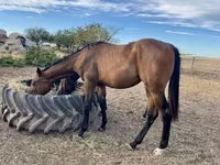 Aygʻir, Hungarian horse breed — 7-rasm