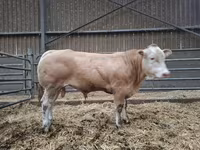 Bik, Blonde d’Aquitane cattle — fotografija 2