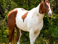 Horse (M), American paint horse — photo 6