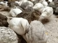 Quails — الصورة 2