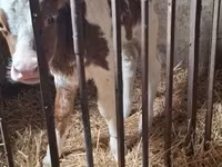 Cow, Simmental cattle — photo 7