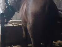 Kobila, Budyonny horse — fotografija 4