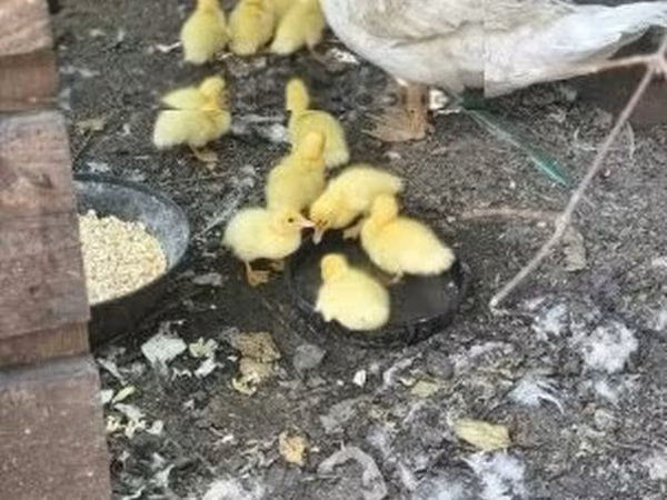 Ducks — Hungria