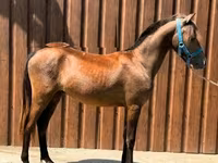 Caballo, Caballos — foto 1