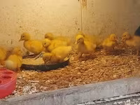 Chickens — fotografija 5