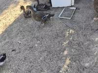 Ducks — الصورة 2