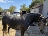 Kobila, Lipizzaner — fotografija 1