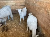 母山羊, Goats — 照片 2