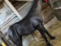公马, Horses — 照片 1