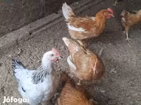Chickens — الصورة 4