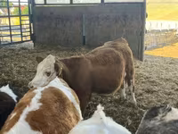 Sigir, Simmental cattle — 2-rasm