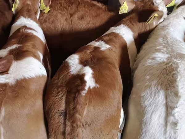 Bydło (partia, płeć nieokreślona), Simmental cattle