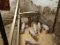 Eber, Schweine — Foto 1
