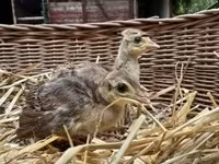 Guinea fowl — fotografija 3