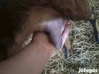 Ziegenbock, Alpine goat — Foto 7