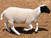 Ovan, Dorper sheep — fotografija 1